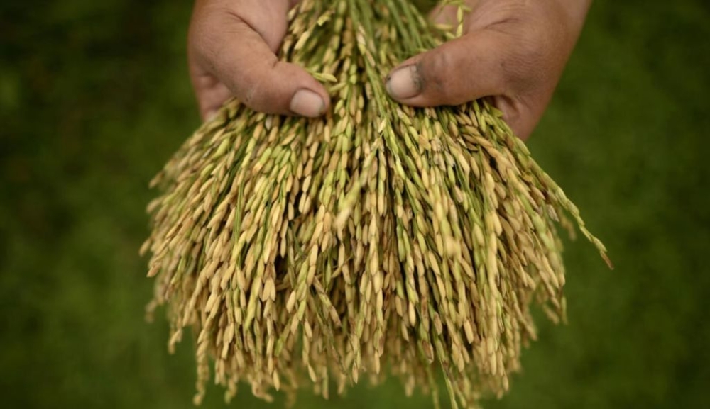 Rice is a staple in the country of 110 million people. — AFP pic