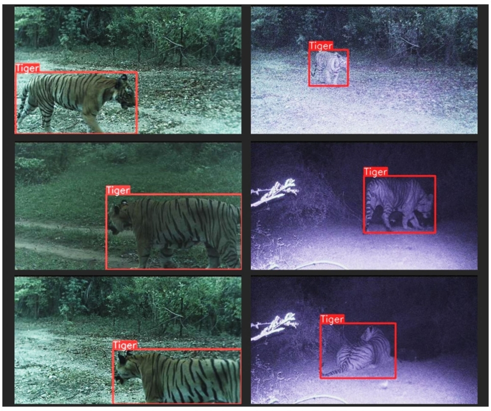 This picture taken on June 2022, shows images of a wild tiger taken and transmitted using an AI camera system in the forest corridor between Kanha Tiger Reserve and Pench Tiger Reserve near Balaghat, Madhya Pradesh, India. — AFP pic