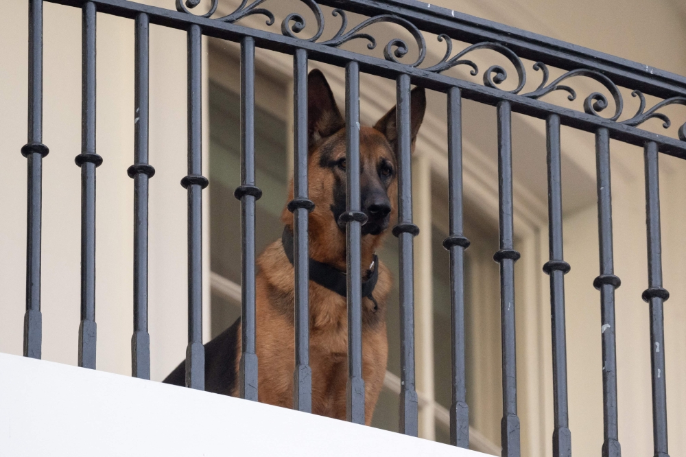 Commander, US President Joe Biden’s dog, is seen sitting on the Truman Balcony at the White House on September 30, 2023. — AFP pic