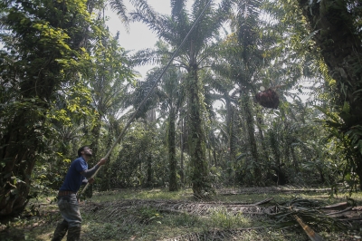MPOB: Efforts being made to help more palm oil smallholders in Malaysia meet MSPO requirements - Vimarsana News