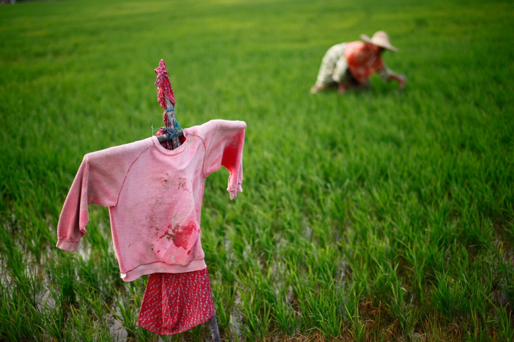 Presently, Sarawak produces about 34 per cent of its own rice and 66 per cent have to be imported, mainly from Vietnam and India, said Premier Tan Sri Abang Johari Openg. — Reuters pic