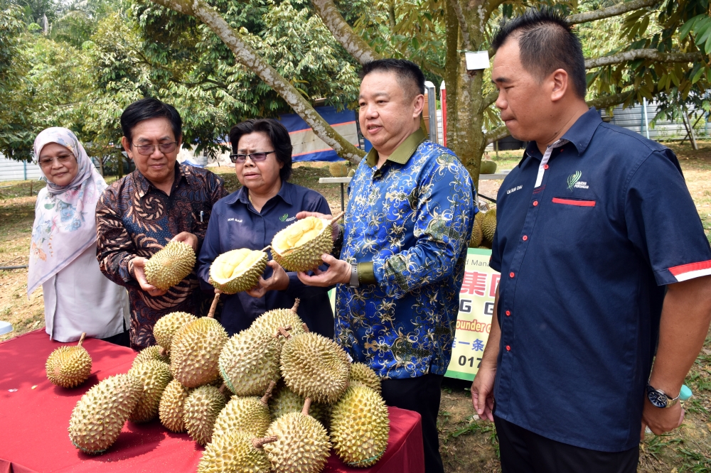 Agriculture Dept deputy director-general (Management and Regulatory) Nor Sam Alwi (centre) shows fresh durians during a visit by the General Administration of Customs of China to the Kafu Group Durian Eco Farm in Alor Gajah October 7, 2023. — Bernama pic