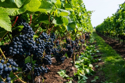 Eating grapes can benefit eye health in older adults, researchers find - Vimarsana News