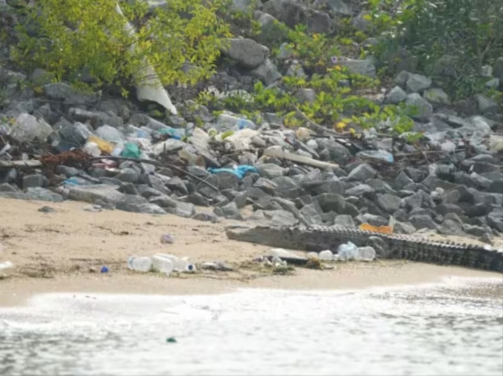 A crocodile was spotted on the shores near Marina East Drive on October 10, 2023. ― Picture via Facebook/CK Lee