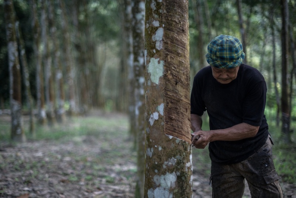 A worker collects raw latex from a rubber tree at a plantation in Pahang in this file picture taken on January 12, 2016. — AFP pic