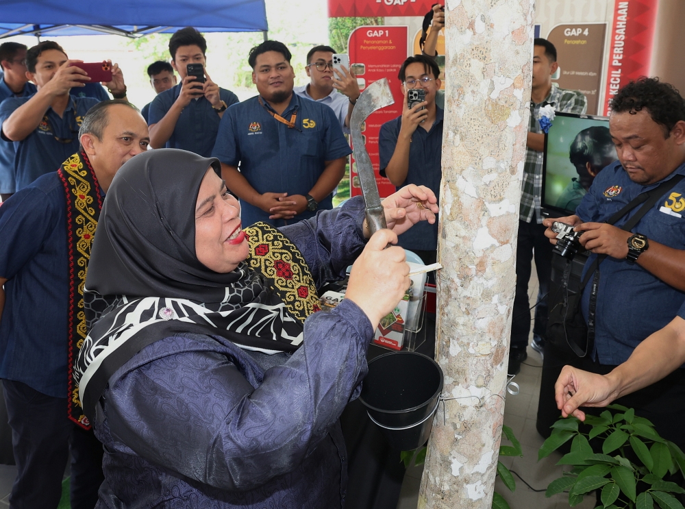 Deputy Rural and Regional Development Minister Datuk Rubiah Wang prepares to tap a rubber tree during the Sarawak-level Rubber Productivity Improvement Movement programme in Betong October 14, 2023. — Bernama pic