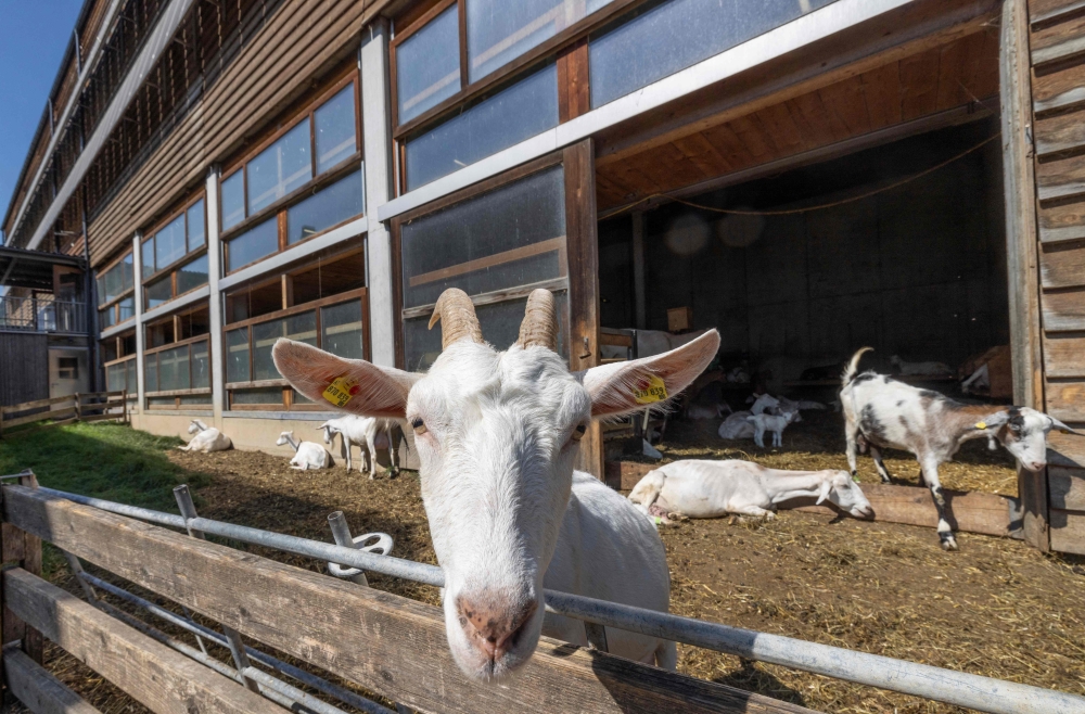 Goats are seen in a barn of Metzler Kaese Molke GmbH farm and dairy, in Egg. — AFP pic