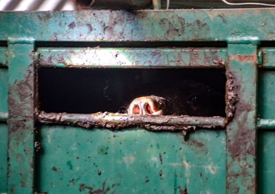 Residents of Kg Jerek in Kelantan relieved after sun bear caught in Perhilitan trap - Vimarsana News