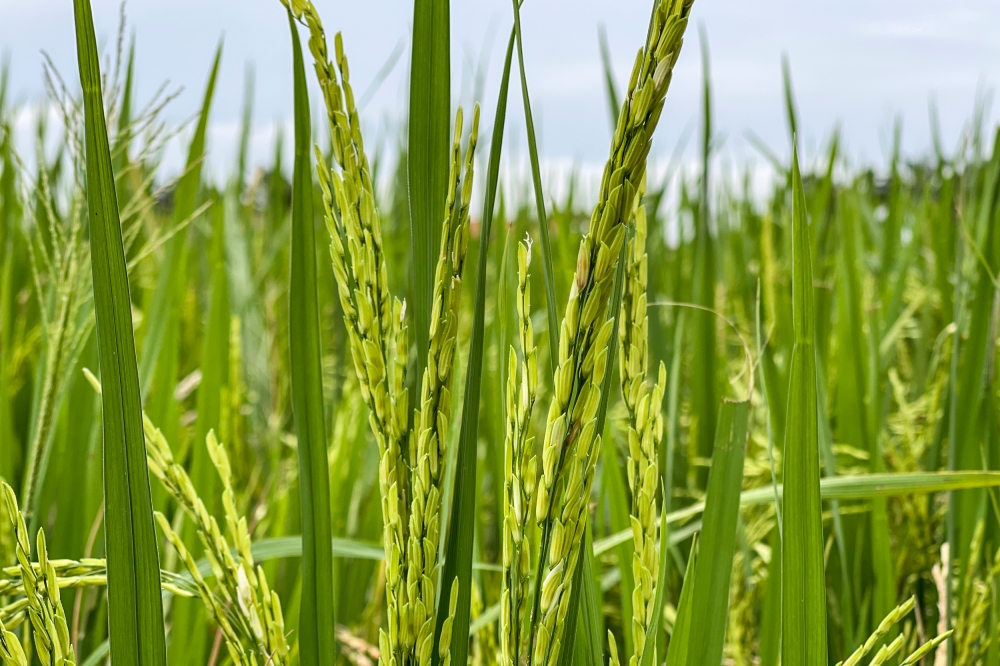 Rise in rice floor price spurs local producers to boost yield, say ...