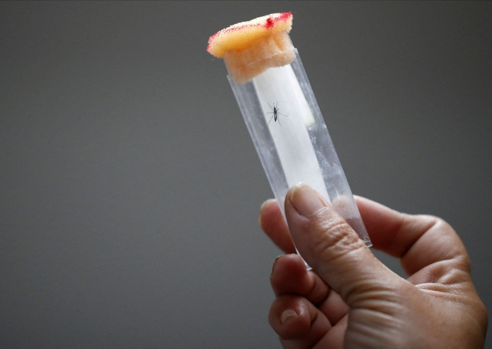An assistant holds a test tube with an Aedes aegypti mosquito at the CNEA (National Atomic Energy Commission), in Ezeiza, in the outskirts of Buenos Aires April 12, 2023. — Reuters pic