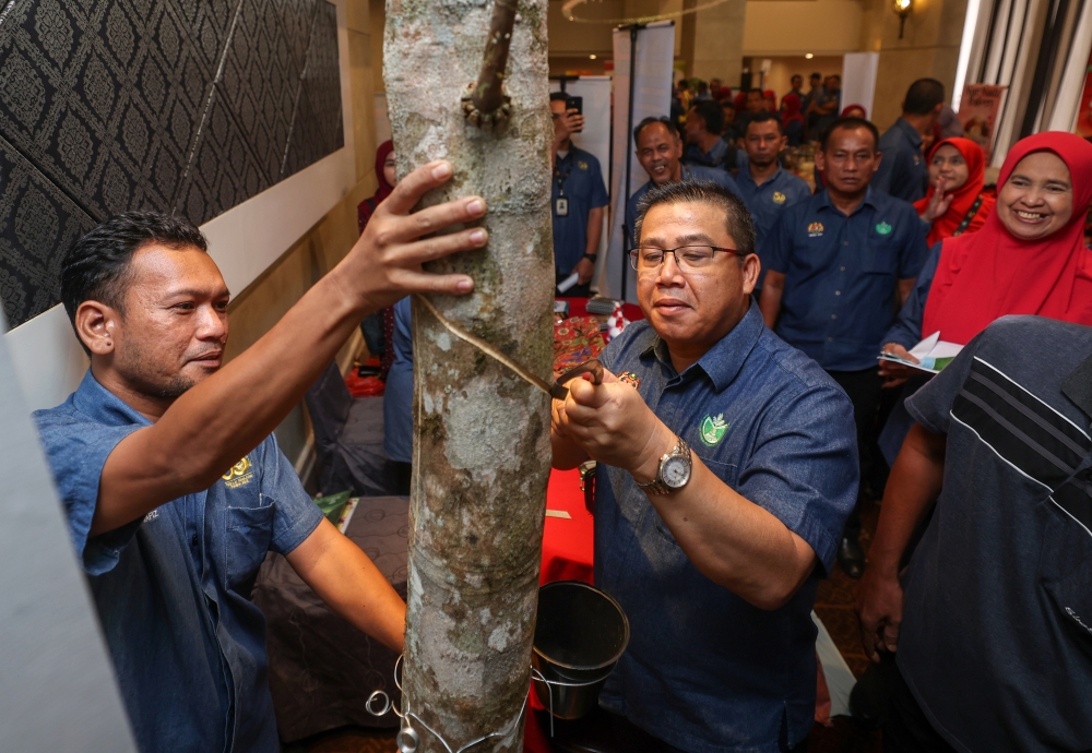 Risda deputy director-general (Development) Ahmad Zainal Abdullah (centre) taps a rubber tree during the launch of the Rubber Productivity Improvement Movement Campaign and Kelantan Risda Good Agriculture Practices Convention in Kota Baru October 26, 2023. — Bernama pic
