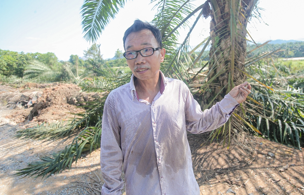 Farmer Liew Yoke Chun, 57, who has been cultivating watermelon and oil palm, said that the land offered by the state government is not suitable for all vegetables and fruits. — Picture by Farhan Najib