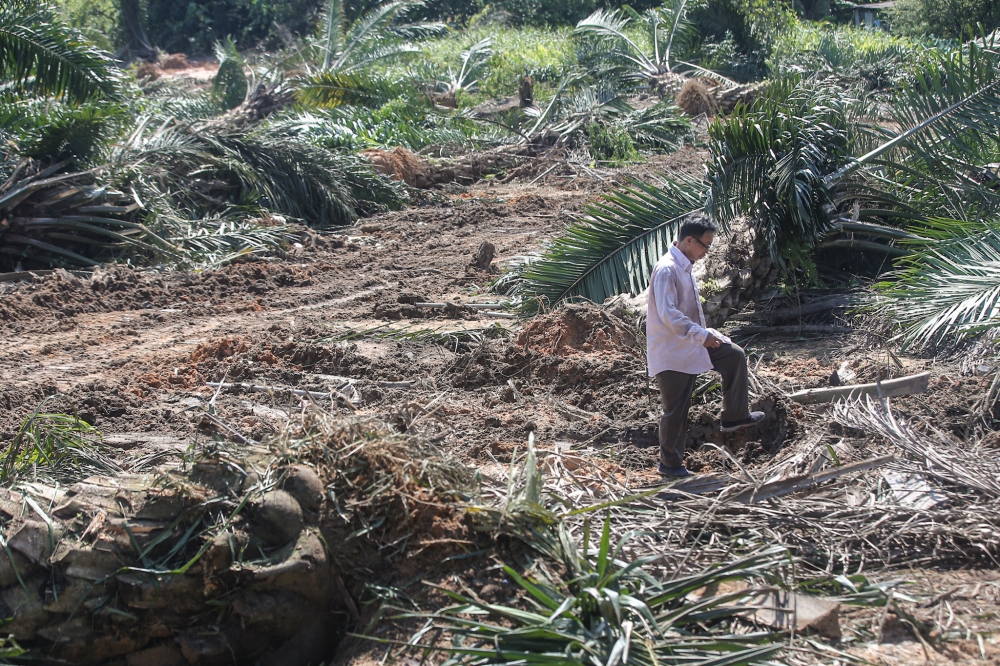 Farmer Liew Yoke Chun showing the oil palm trees that were destroyed during the eviction process in Kanthan, Tambun. — Picture by Farhan Najib