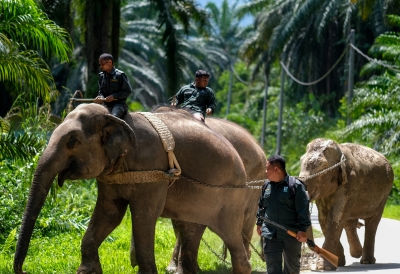 Fifteen Orang Asli families in Kelantan forced to leave home due to elephant attack - Vimarsana News