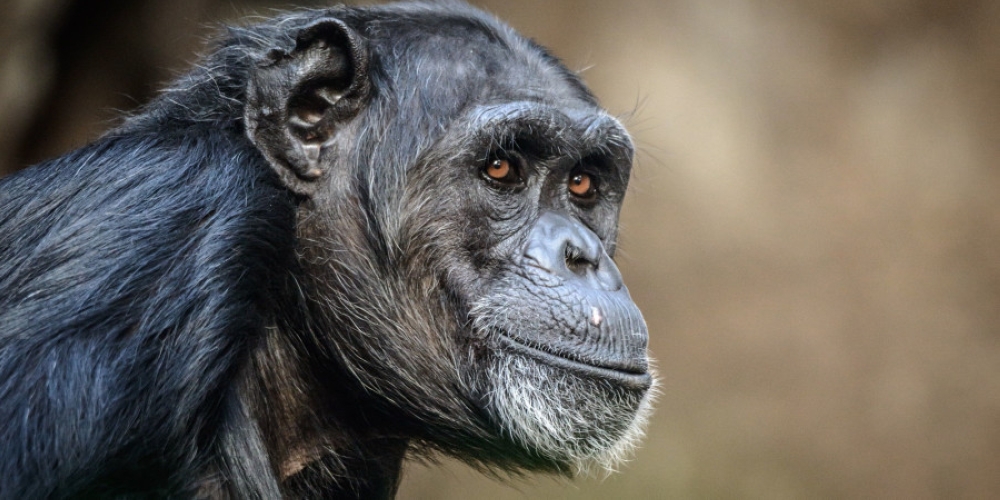 Ngogo chimpanzee females lived on average 20 per cent of their adult years in a post-reproductive state, just a little under what has been observed in humans. — Picture by DeepGreen / Getty Images via ETX Studio
