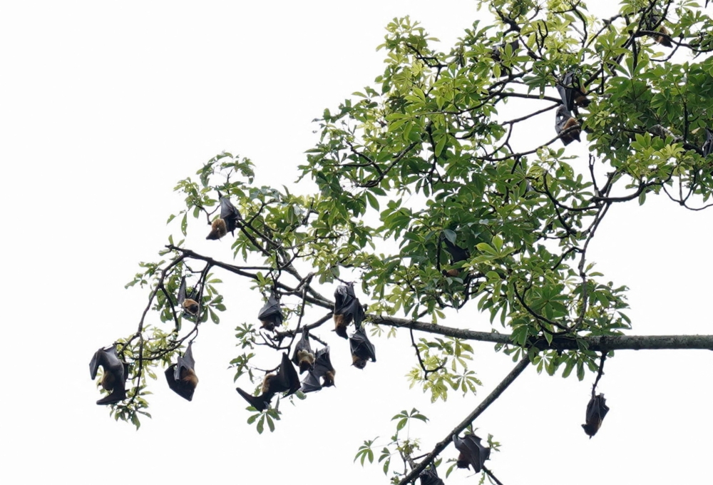 Indian flying fox or fruit bats roost in a tree near the city of Thottilpalam, a few kilometres from Maruthonkara, where a recent Nipah outbreak happened, Kozhikode district in the southern state of Kerala, India, September 30, 2023. — Reuters pic