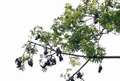 Nipah virus outbreak renews calls to protect bat roosts (PIX) - Vimarsana News
