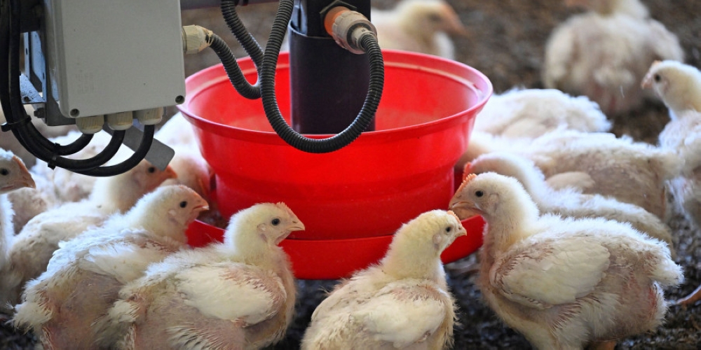 Chicken has the smallest carbon footprint of any meat, according to the UN's Food and Agricultural Organization (FAO), less than half the two kilos of CO2 produced for a kilo of pork, and 30 times less than that of beef. — AFP pic