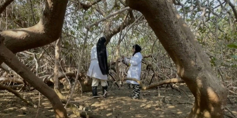 Oman revives CO2-busting mangroves as climate threat lurks. — AFP pic