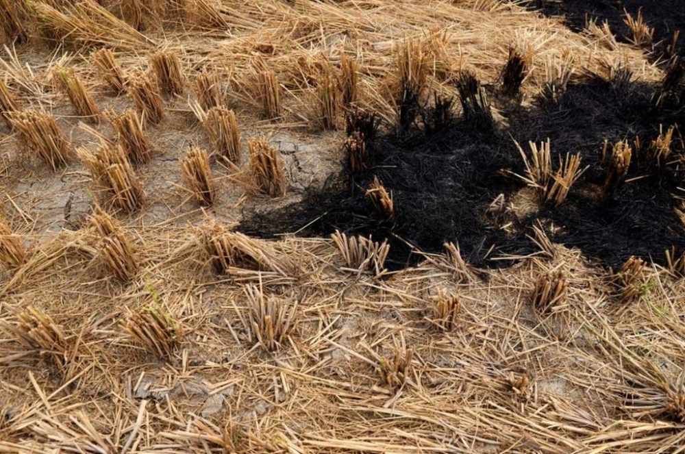 Burnt stubble in a crop field is seen in a village in Karnal district in the northern state of Haryana, India, November 4, 2023. — Reuters pic