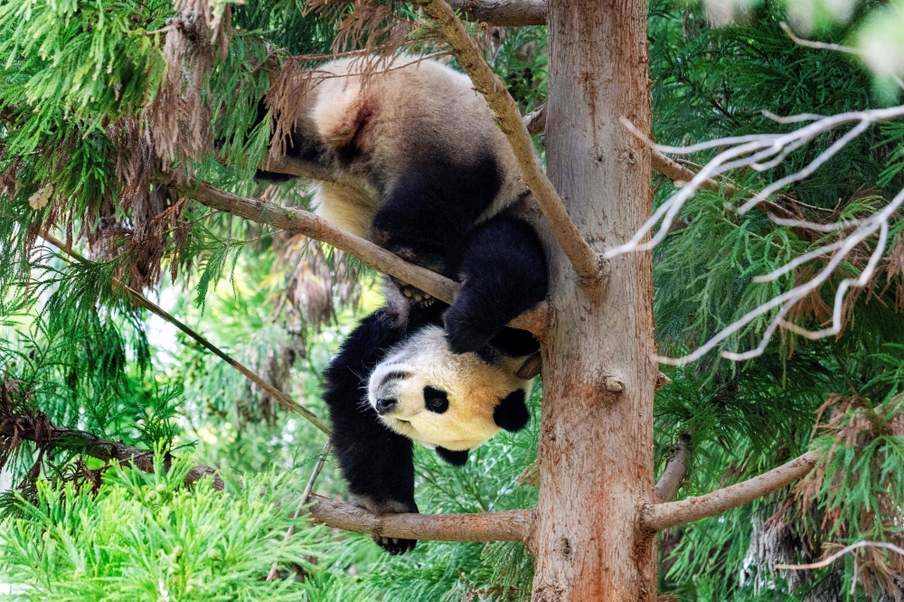 Giant Panda Xiao Qi Ji hangs upside down from a tree in its enclosure at the Smithsonian’s National Zoo in Washington, DC, on November 7, 2023, on the panda’s final day of viewing before returning to China. — AFP pic 