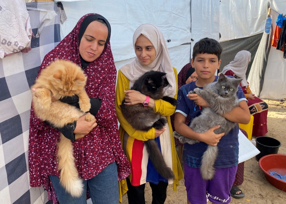 Displaced Palestinians, who fled their homes due to Israeli strikes, carry cats belonging to the Harb family who survived Israeli airstrikes, at a tent camp in Khan Younis in the southern Gaza Strip November 8, 2023. — Reuters pic