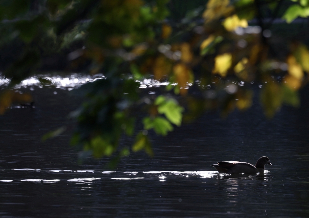 A duck is seen on a pond in a park on an autumn day in Brussels, Belgium November 3, 2023. — Reuters pic