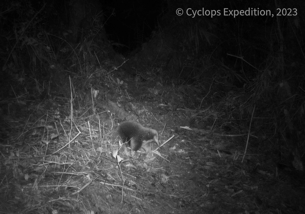 An echidna walks amid vegetation in the Cyclops Mountains, Papua, Indonesia July 22, 2023. — Expedition Cyclops/Handout via Reuters