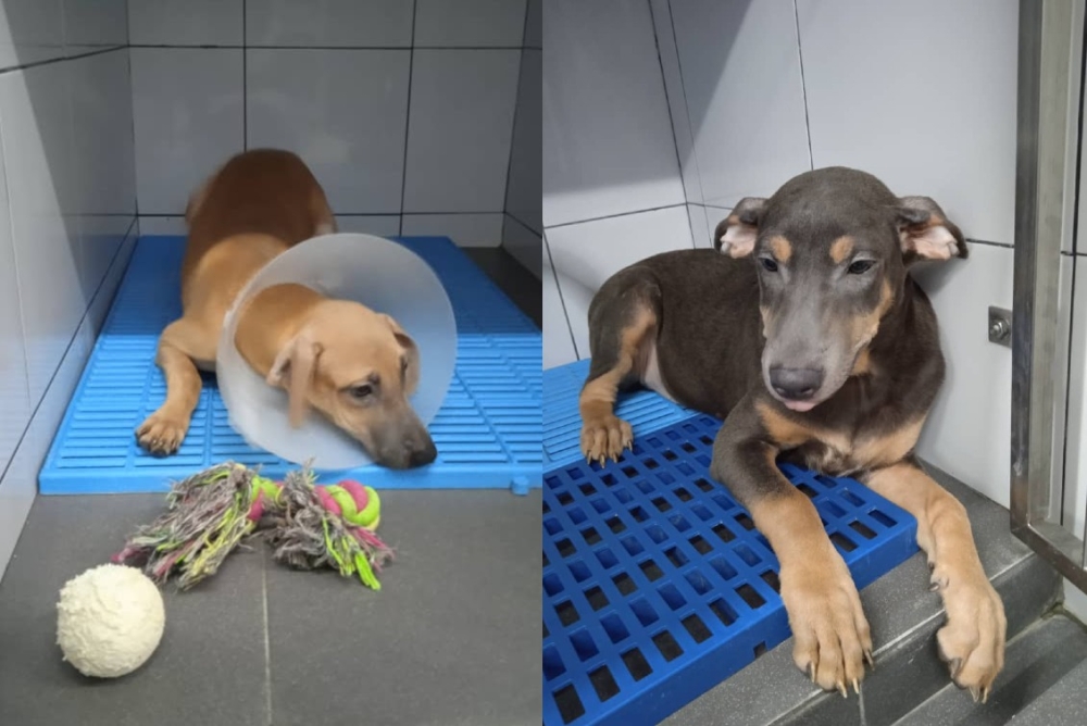 Athos (left), Porthos (right) and sibling Aramis will be among the many puppies waiting to be adopted this weekend at Amcorp Mall — Pictures courtesy of MDDB