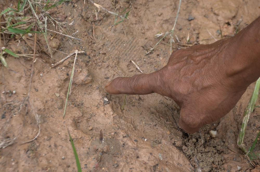 A villager points to tiger paw prints in Kampung Kundur in Gua Musang. — Bernama pic