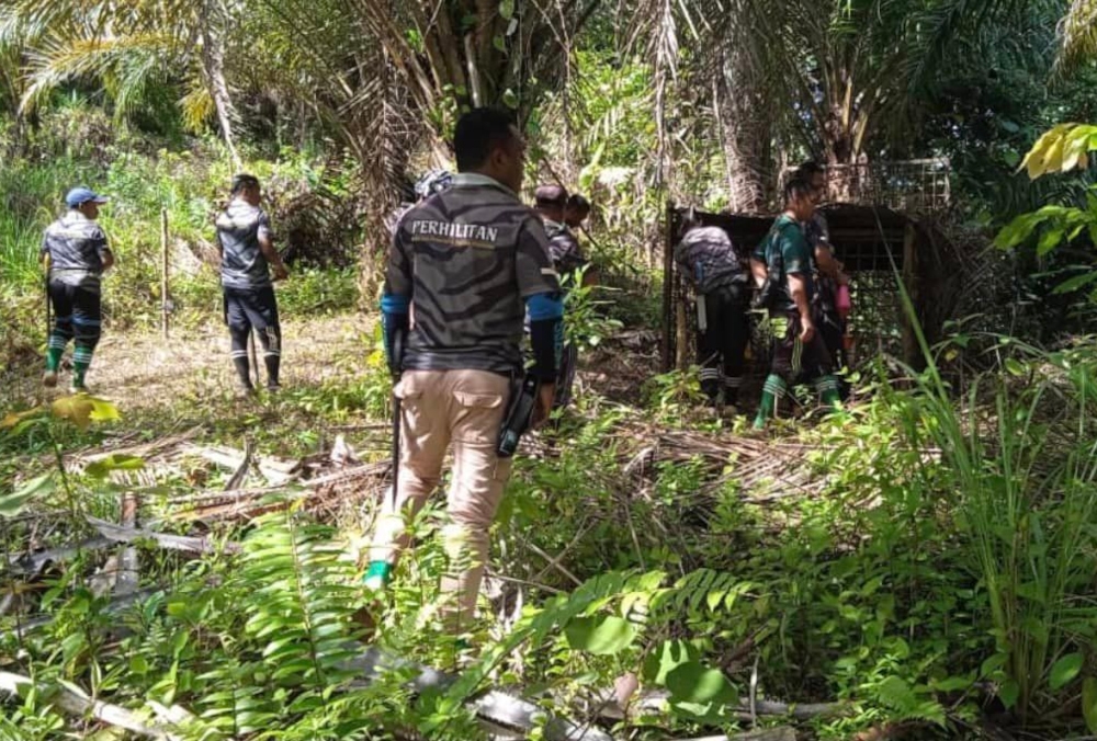 Kelantan Perhilitan director Mohamad Hafid Rohani said the wild animal was healthy and would be brought to the National Wildlife Rescue Centre in Sungkai, Perak. — Picture from social media 