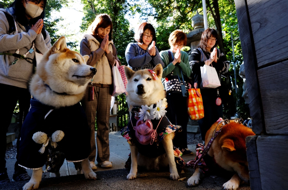 Pet owners pray with their pet dogs as they arrive for a Shichi-Go-San blessing, traditionally performed for young children to ask for health and happiness, at Zama Shrine in Zama, Kanagawa Prefecture, near Tokyo, Japan, November 14, 2023. — Reuters pic 