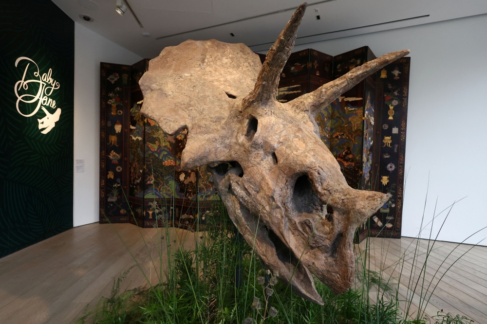 The skull of a Triceratops dinosaur, nicknamed ‘Baby Jane’, from the Jurassic period, from South Dakota, United States, is displayed before its auction at Christie’s auction house in Paris, France, November 14, 2023. — Reuters pic 