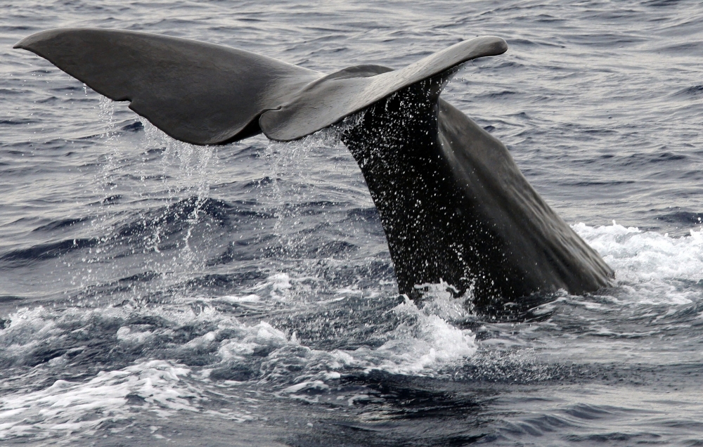 An 18-metre-long sperm whale swims in the Mediterranean sea, off the coast of Nice, southern France, on July 22, 2009. Dominica is set to create the world’s first sperm whale reserve, designating a swath of ocean where large ships and commercial fishing are restricted and visitors can swim alongside the gentle marine giants. — AFP pic 