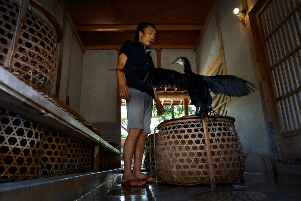 Youichiro Adachi imitates the fluttering of a cormorant to make the bird mimic him, giving Adachi a chance to check on its health, at home in Oze, Seki, Japan, Japan, September 9, 2023. — Reuters pic 