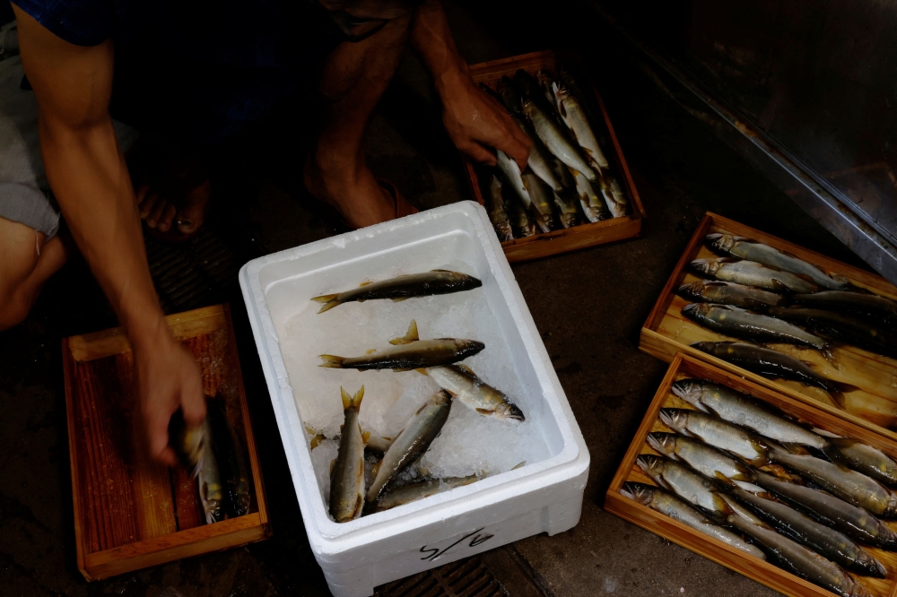 Youichiro Adachi sorts ayu river fish bought from a fishmonger to serve at his traditional ryokan inn, which he runs with his mother Miwa in Oze, Seki, Japan, September 10, 2023. — Reuters pic 