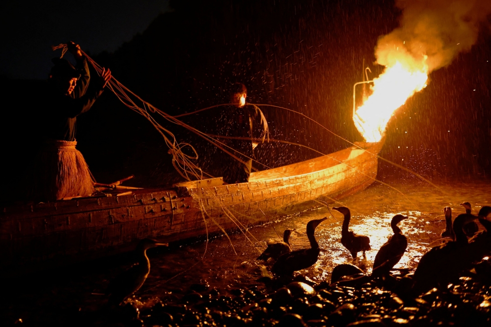 Youichiro Adachi (left) holds the leashes tied to the necks and bodies of cormorants as he prepares for cormorant fishing or ukai, on the Nagara River in Oze, Seki, Japan, September 8, 2023. — Reuters pic 