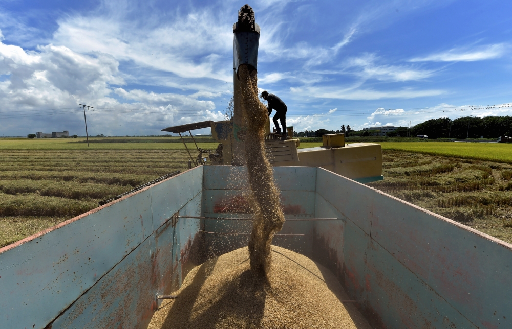 A rice cutting machine loads harvested rice into a truck before it is sent to a rice processing plant around Jalan Parit 5 in Sekinchan, November 15, 2023. The Ministry of Agriculture and Food Security has directed several agencies and manufacturers of legal padi seeds (BPS) to immediately resolve complaints related to the delay in the supply and sales of BPS which exceeded the price set by the government. — Bernama pic 