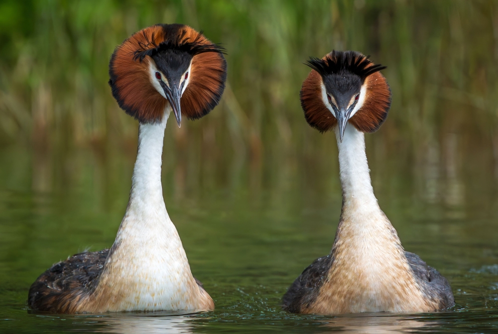 A pair of Australasian crested grebes, known in New Zealand by its Maori name ‘puteketeke’, on Lake Alexandrina in MacKenzie Country, New Zealand’s South Island, December 14, 2021. — Leanne Buchan/Leanne Buchan Photography handout pic via AFPF 