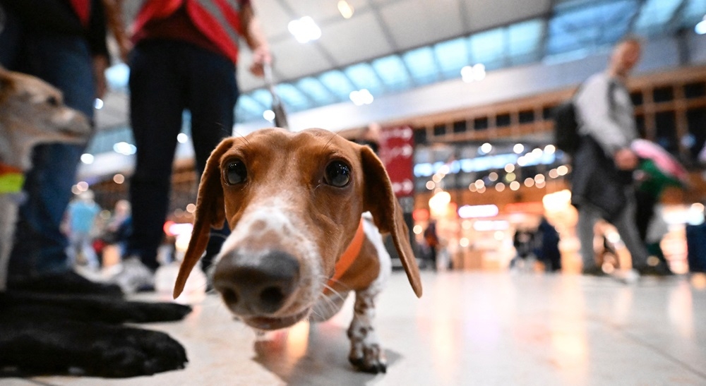 A pilot programme at Berlin’s BER international airport is dispatching three particularly good-natured pooches along with two human trainers as on-the-ground stress relief ambassadors. — AFP pic
