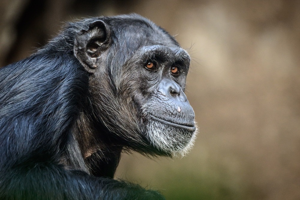 While encounters between chimpanzee groups are inherently hostile and often result in lethal violence, interactions between bonobo parties hadn’t been as well examined. — DeepGreen/Getty Images/ETX Studio pic