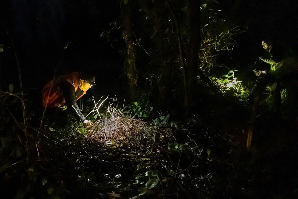 Environmental scientists search for snails known as ‘Escargots de Quimper’ in Brest. — AFP pic