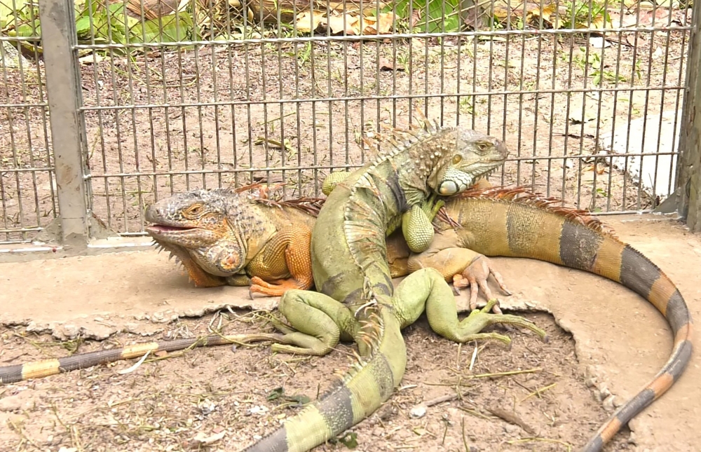 Thailand has captured more than 150 rogue iguanas that were rampaging through the countryside, raiding farms and damaging the local environment, officials said. — AFP pic/Thailand’s Department of National Parks, Wildlife and Plant Conservation