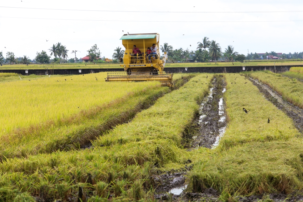 According to the A-G report, the majority of paddy farmers, just over 26,000, fall within the income range of RM600 to RM1,499.99, while 15,116 earn between RM1,500 and RM2,499.99 a month. — Picture by Choo Choy May