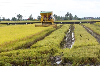National audit report shows nearly quarter of Malaysian paddy farmers ...