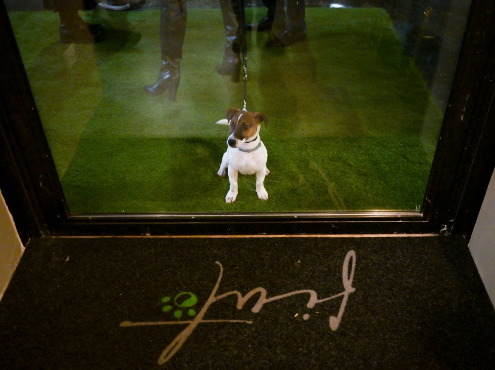 Mango, a 5-year-old Jack Russell dog, waits to enter the Fiuto restaurant in Rome on November 21, 2023. — AFP pic