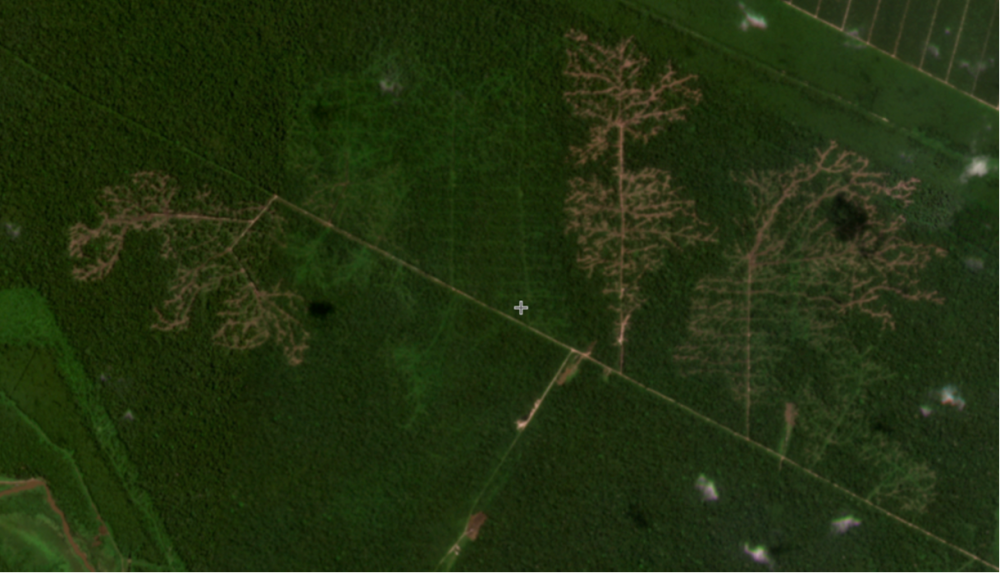 Satellite imagery of a 866ha area being logged in the South-East Pahang Peat Swamp Forest Complex, taken on August 2023. — Picture courtesy of Global Forest Watch