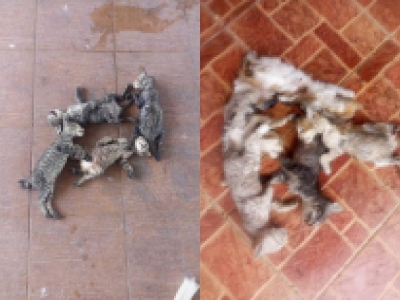 Fifteen kittens found soaked to death at Pahang market, MAA offers RM5,000 to unravel culprit 