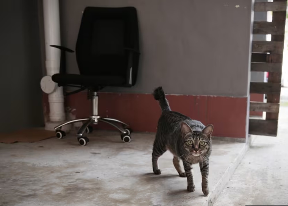 A proposed move by the Singapore government to allow Housing and Development Board households to own up to two cats per flat, thereby reversing a 34-year ban on cat ownership in public flats, is in the works. — TODAY pic 