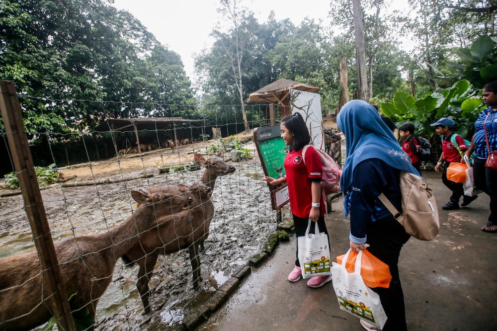 Autistic children under the National Autism Society of Malaysia (Nasom) enjoy the tour activity as part of an animal-assisted therapy organised by Piepie Pet Memorial at Zoo Negara November 27, 2023. — Picture by Hari Anggara